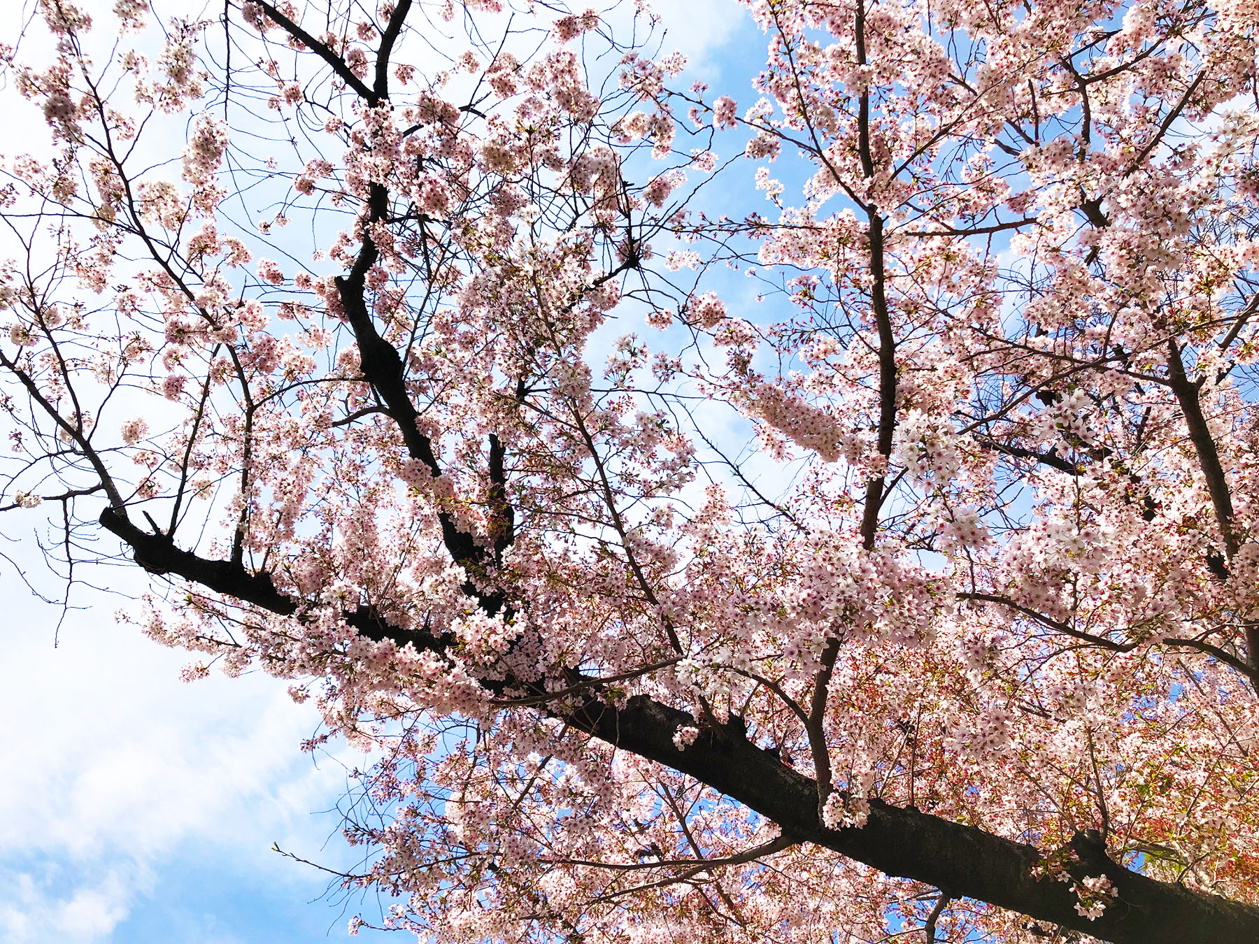 埼玉県庁の桜